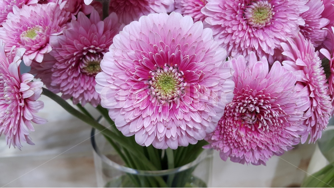 꽃,분홍색,거베라,꽃꽂이,식물,blossom,flower,pink,decoration,plant,식물,자연,plants,nature,꽃,flower