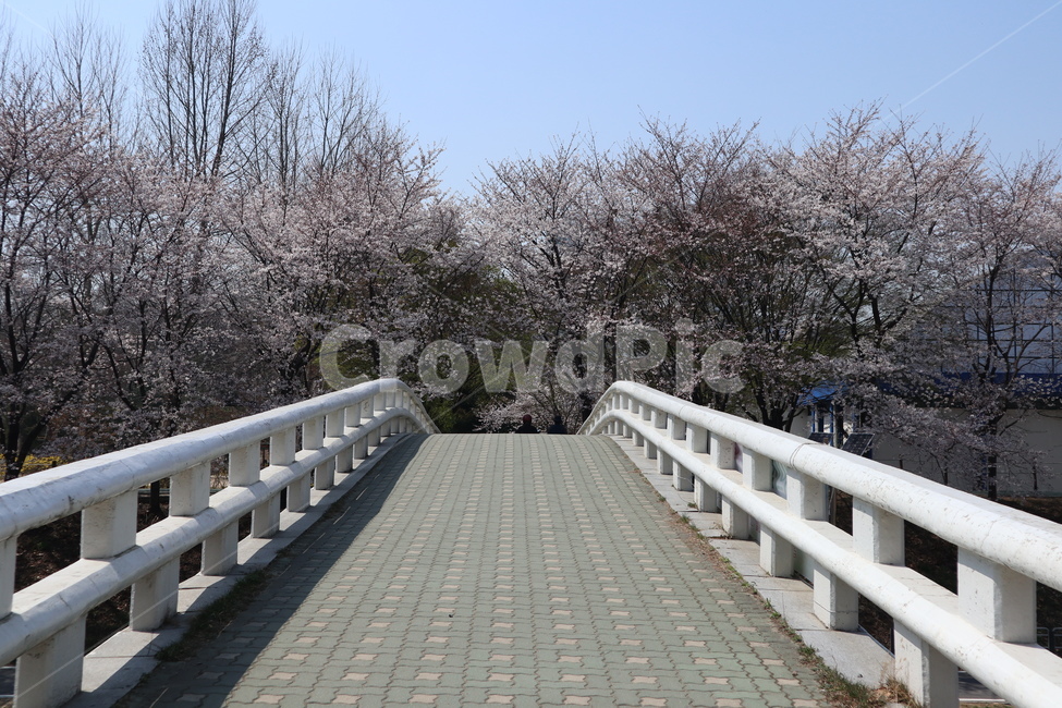 꽃,벚꽃,산책길,벚꽃길,벚꽃나무,식물,blossom,flower