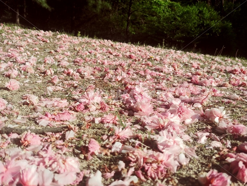 벚꽃,왕벚꽃,꽃잎,식물,낙엽,봄,들판,blossom,flower,꽃