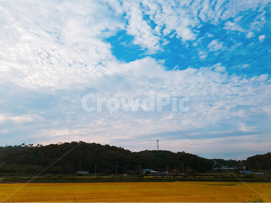 논,벼,가을,풍경,하늘,구름,가을,계절,fall,autumn,season,자연,풍경,nature,landscape,한국자연풍경,한국자연경관,korea nature landscape,시골,마을,country,rural,town,outdoors,옥외