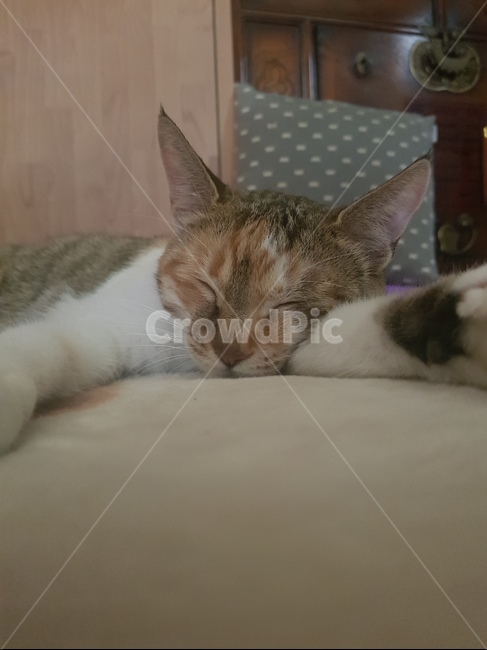냥이,꿀잠냥이,고양이,잠자는냥이,잠자는고양이