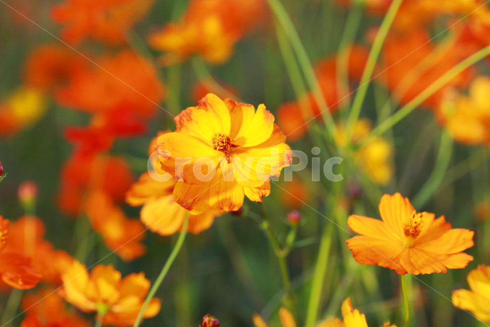 꽃,꽃밭,flower,nature,자연,풀,green,식물,자연,plants,nature,꽃,flower