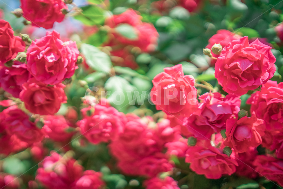 장미,하늘,분홍색,꽃잎,rose,식물,자연,plants,nature,꽃,flower