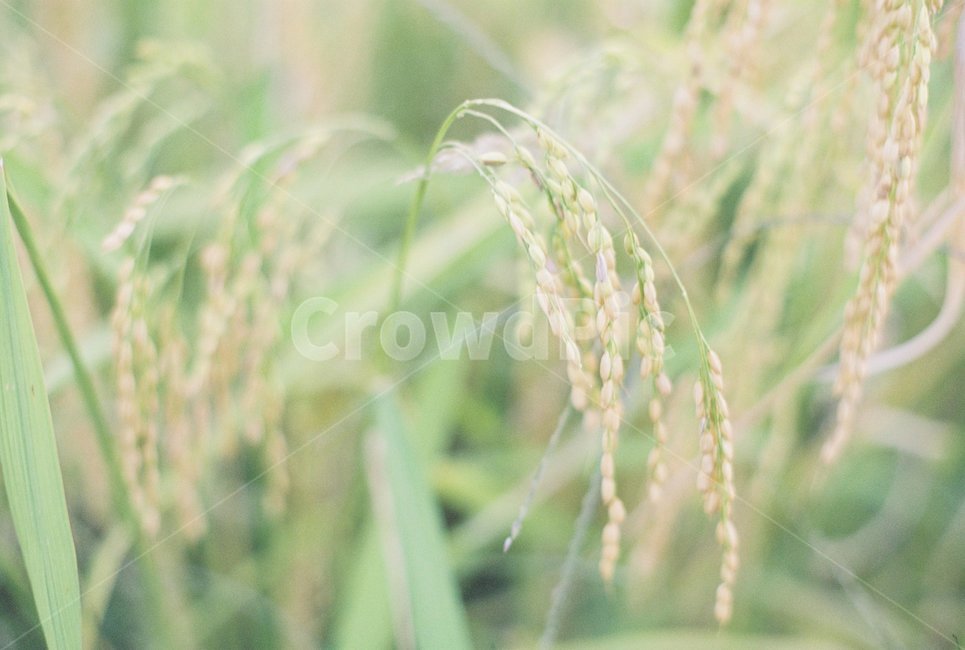 벼,가을,수확,땅,쌀,식물,자연,plants,nature,곡류,곡식,cereals