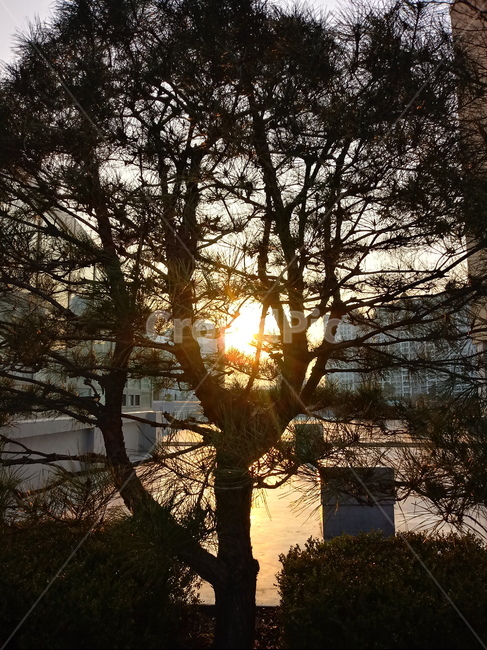 나무,나무줄기,나무가지,식물,tree,treetrunk,plant,일출,태양,빛,sunlight,햇빛