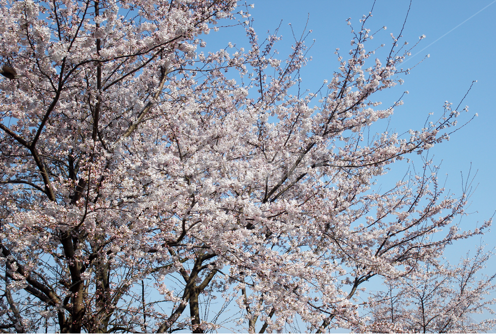 벚꽃,분홍,따뜻함,꽃,나무,일상,힐링,봄,계절,spring,season,식물,자연,plants,nature,꽃,flower,나무,trees,wood,plant,cherry blossom,blossom