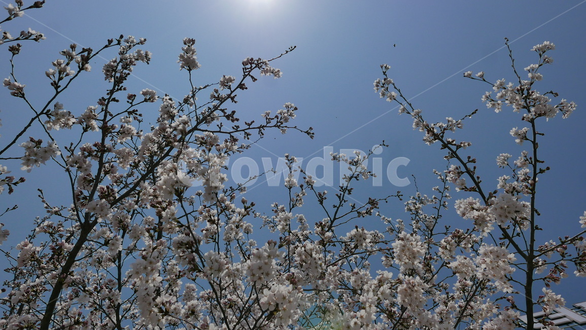 spring,blossom,flower,봄,감성,벚꽃