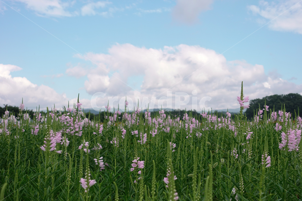 하늘,구름,여름,꽃,자연,감성,식물,자연,plants,nature,꽃,flower