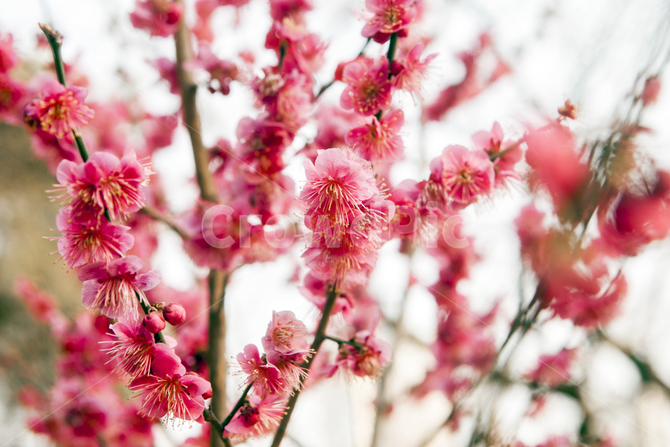 봄,봄꽃,홍매화,풍경,출사,식물,자연,plants,nature,꽃,flower