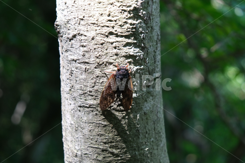 매미,자연,숲,곤충,나무,동물,animal,곤충,벌레,insect,bug