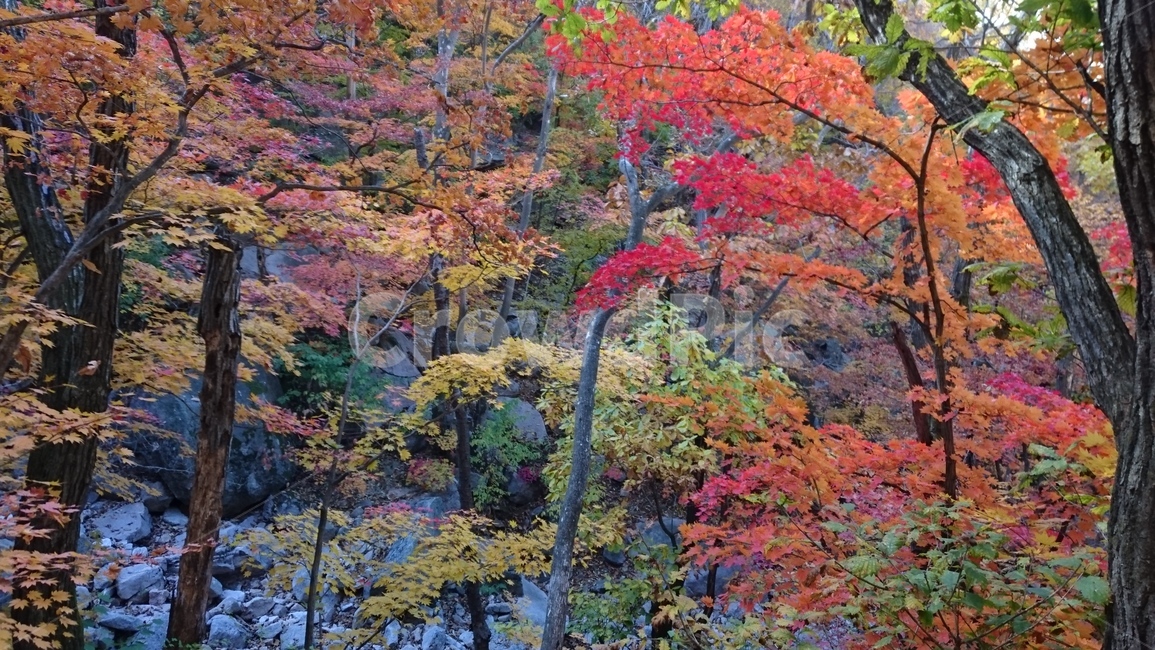 가을,단풍,북한산,숨은벽,계곡,밤골단풍,등산