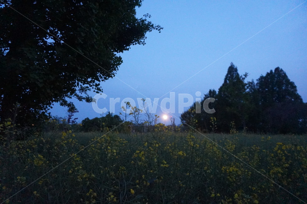 유채꽃,꽃밭,어스름,푸르스름,꽃