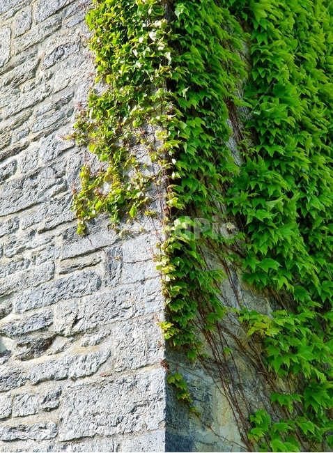 까미노,산티아고,순례자의길,론세스바예스,벽,담쟁이넝쿨,camino,santiago,caminodesantiago,pilgrim,roncesvalles,wall