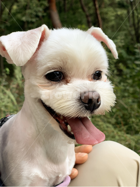 말티즈,강아지,강아지산책,하얀강아지,웃음,행복,동물,animal,포유류,mammal,개,강아지,dog,doggy