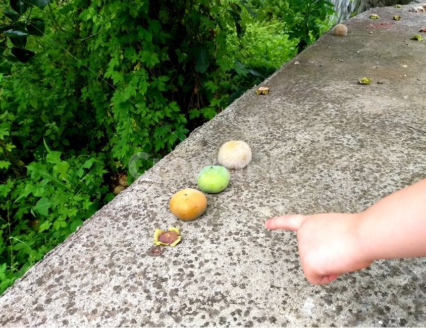 감,떨어진감,열매,자연,persimmon