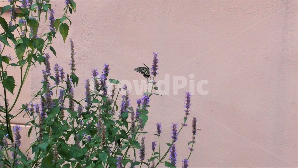 나비,꽃,벽,보라,색감,풀,자연,식물,곤충,초록,butterfly,flower,green,violet,식물,자연,plants,nature,꽃,flower
