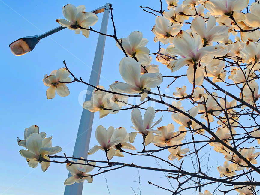 목련,길가,하늘,봄,꽃,하양,봄,계절,spring,season,식물,자연,plants,nature,꽃,flower,plant,blossom