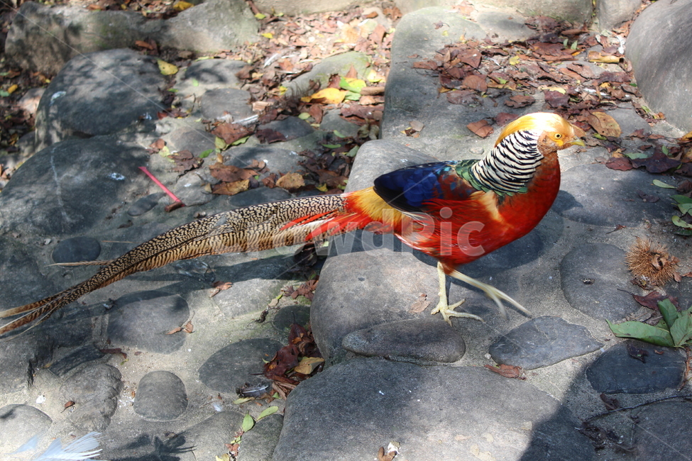 zoo,pheasant,animal,동물,bird,새,꿩,동물원,조류,화려한,beautiful,coloful,형형색색의,동물,animal,조류,새,birds
