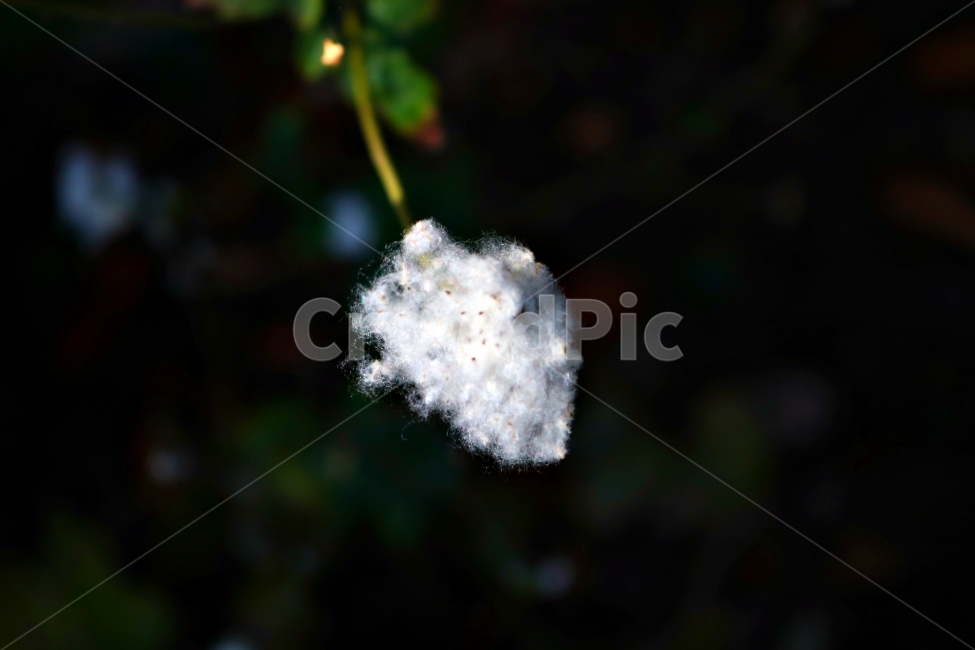 목화꽃,목화,꽃,근접촬영,DSLR,자연,식물,자연,plants,nature,꽃,flower