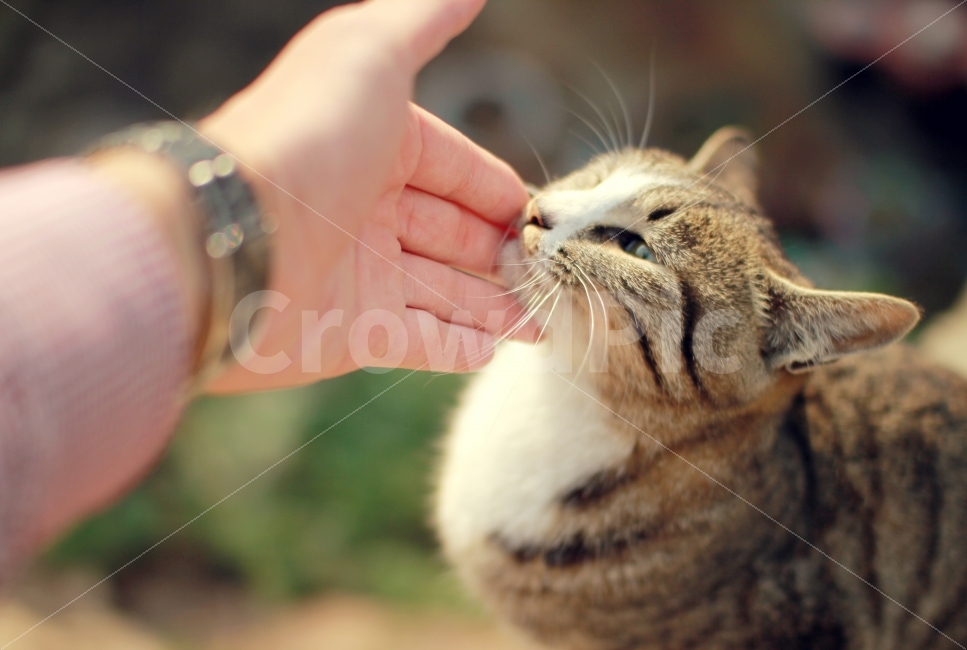 동물,교감,냥이,고양이,동물교감,cat,동물,animal,포유류,mammal,고양이,cat,kitten,kitty,사람,인물,인간,human,person,신체일부,몸,body,감성,sensible,feeling
