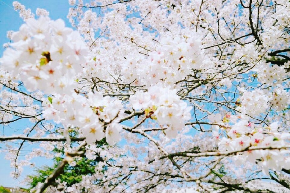 벚꽃,봄,꽃,하늘,화사함,배경,spring,cherryblossom,flower,sky,beautiful,감성