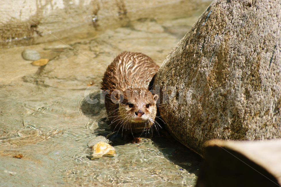 동물,europeanotter,수달,포유류,족제비과,동물,animal