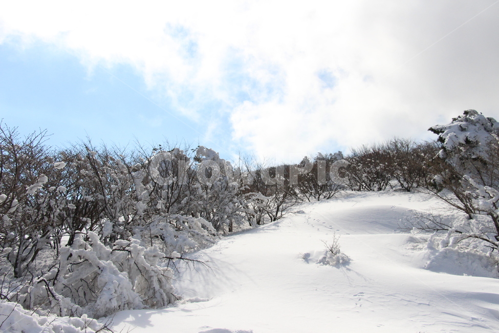 겨울,설산,제주도,나무,눈,트리,한라산,풍경,tree,plant,식물,전나무,fir,크리스마스트리,등산,자연,nature,하늘