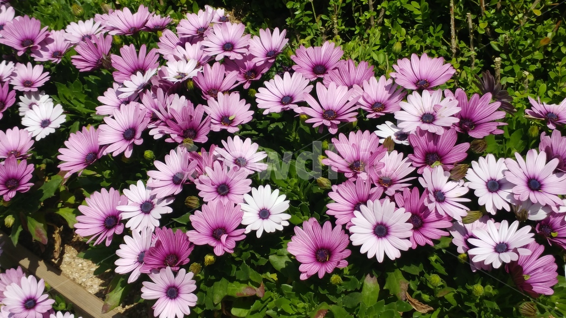 plant,식물,꽃,flower,데이지,보라색꽃,들꽃,식물,자연,plants,nature,꽃,flower
