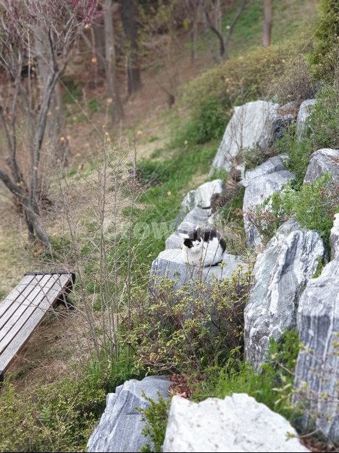 고양이,야옹이,길냥이,애옹이,낮잠,오후,오전,산책,비,힐링,잠,cat,돌담,자연,벤치,휴식,애옹쓰,산,동물,animal,포유류,mammal,고양이,cat,kitten,kitty