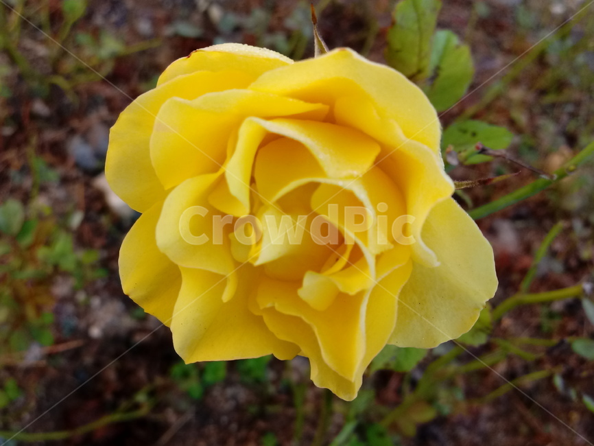 꽃,flower,plant,blossom,식물,rose,장미,노란색장미꽃,식물,자연,plants,nature,꽃,flower