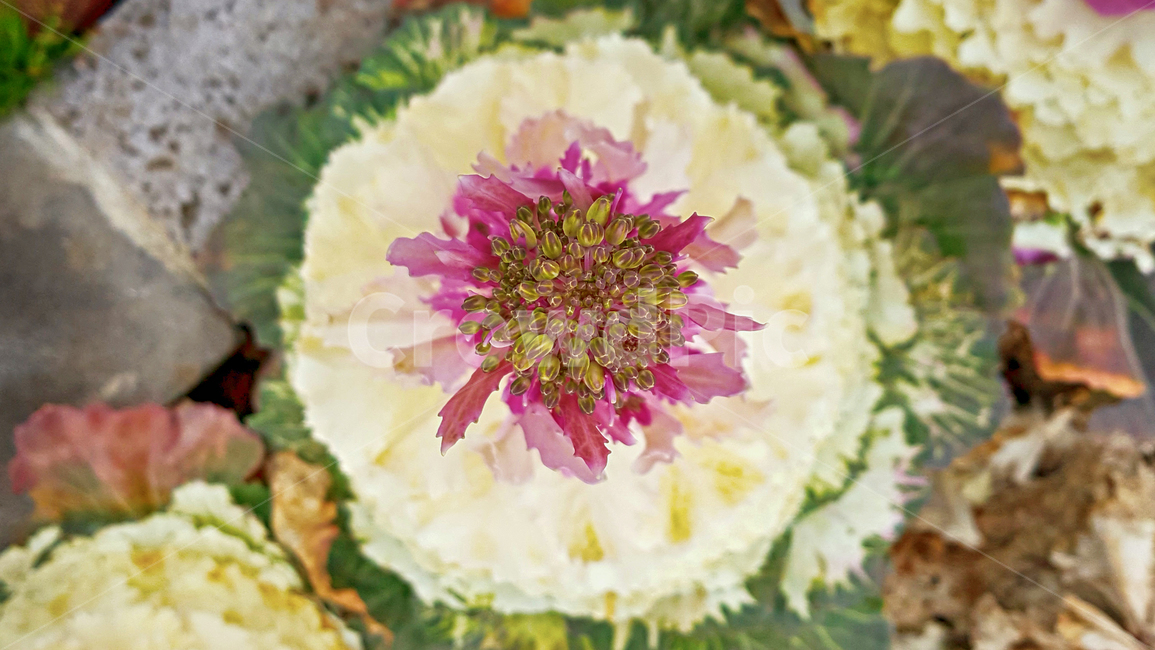 꽃양배추,꽃배추,잎모란,양배추,cabbage,음식,plant,식물,food,야채,vegetable