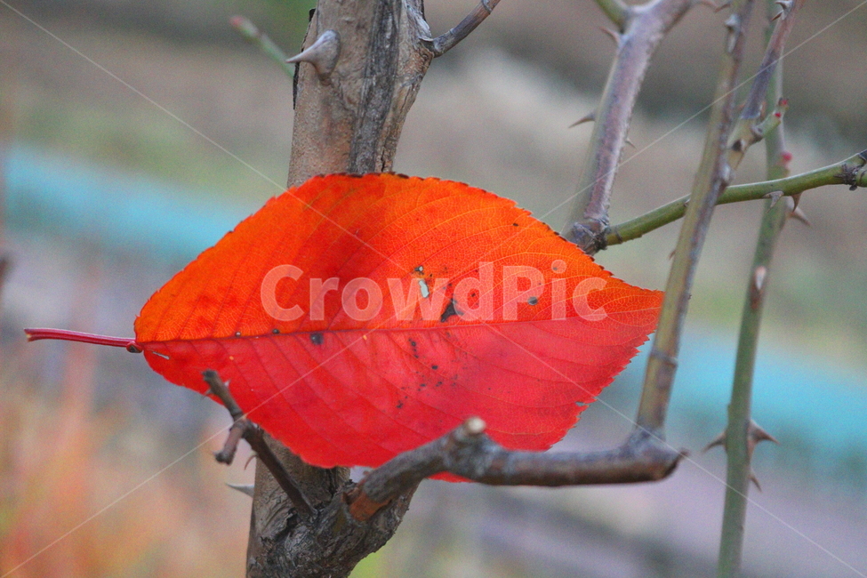 나무,단풍,나뭇잎,식물,가을,가을,계절,fall,autumn,season,식물,자연,plants,nature,leaf,잎,plant,veins,정맥,tree