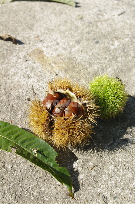밤,열매,밤송이,가을,fall,식물,plant,잎,과일,열매,fruit