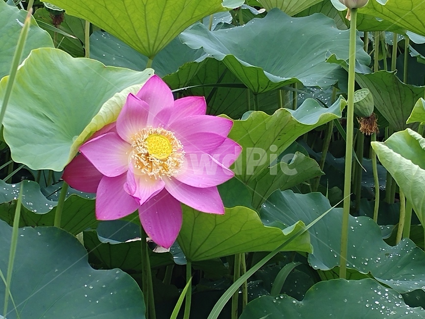 연꽃,lotus,식물,수초,땅속줄기,담수초,련꽃