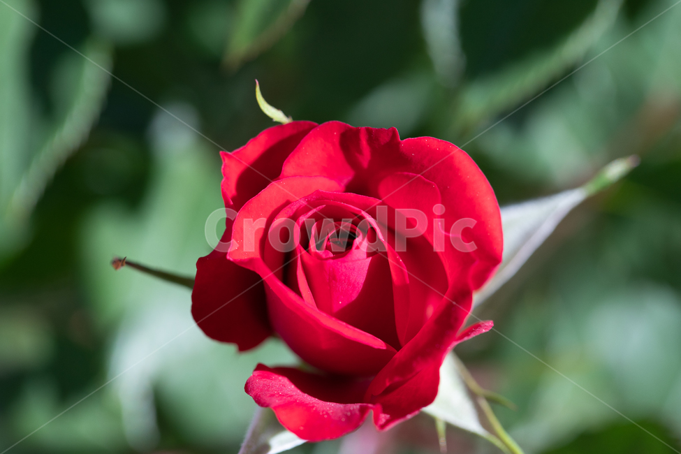 자연,꽃,장미,붉은색,rose,붉은장미,봄,계절,spring,season,식물,자연,plants,nature,꽃,flower,plant,blossom