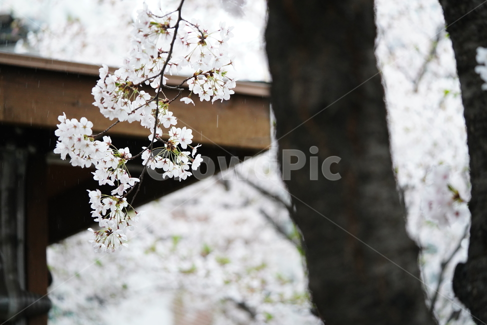 꽃,벚꽃,봄,계절,플라워,화이트,흰색,하얀색,생물,감성,느낌,식물,flower,spring,white,봄,계절,spring,season,식물,자연,plants,nature,꽃,flower,plant