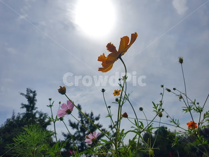 plant,식물,light,빛,태양,코스모스,식물,자연,plants,nature,꽃,flower