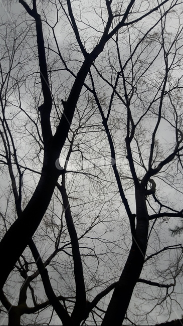 실루엣,나무,봄,봄비,tree