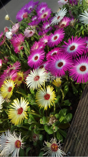 꽃,근접,flower,봄,식물