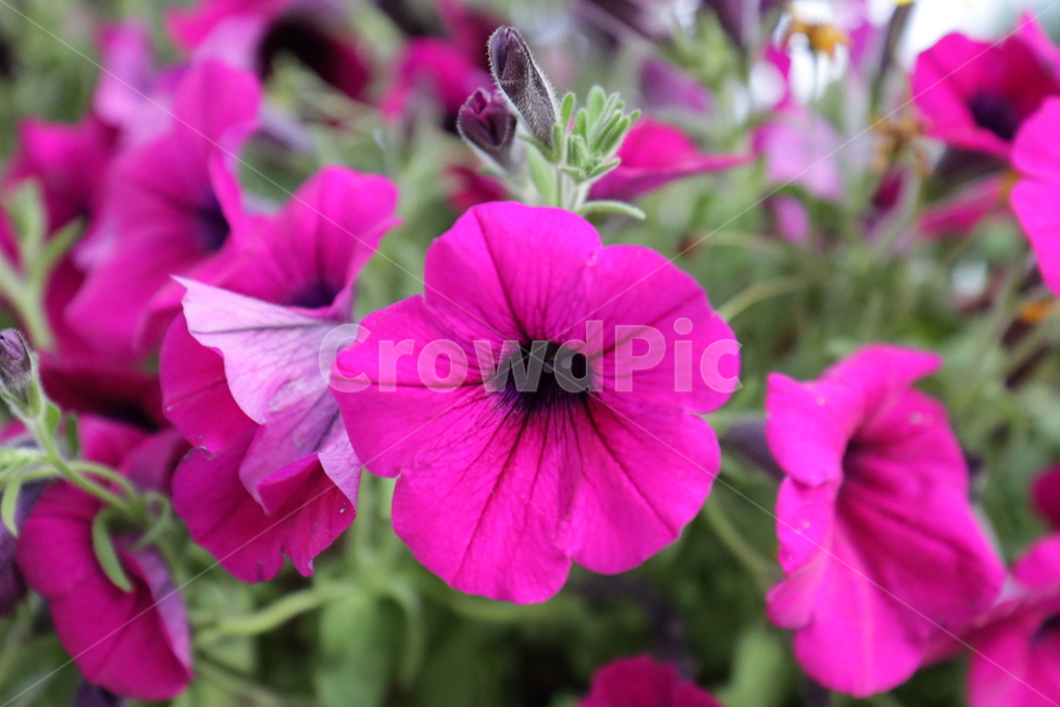꽃,보라색꽃,허브꽃,봄꽃,flower,식물,자연,plants,nature,꽃,flower