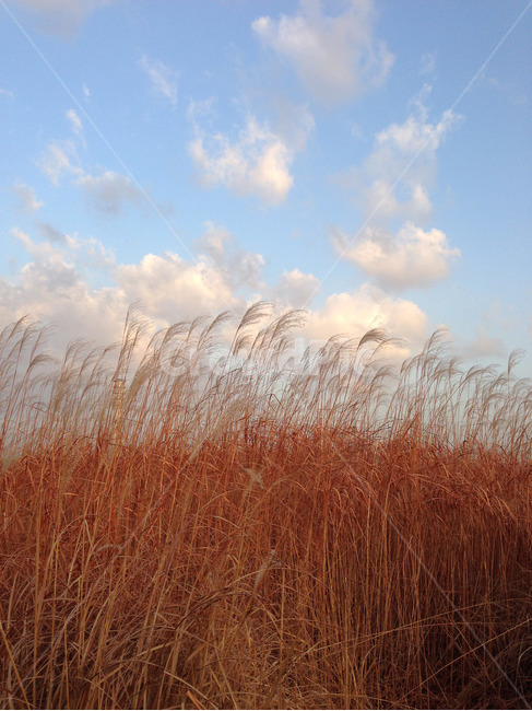 갈대,하늘,구름,갈대숲,가을,reed,sky,clould,대부도