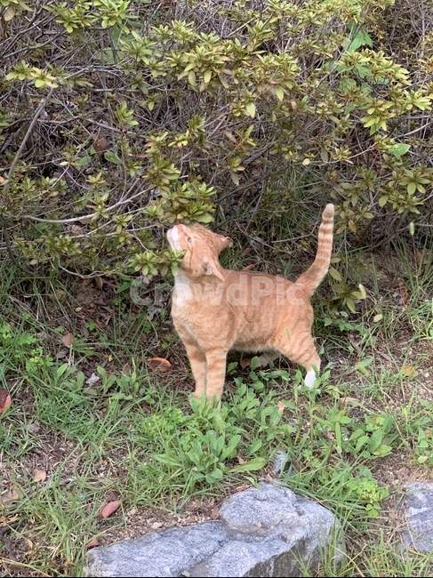 고양이,캣,포유류,동물,길냥이,펫,pet,animal,cat,mammal,귀여운,길고양이,kitty,동물,animal,포유류,mammal,고양이,cat,kitten,kitty