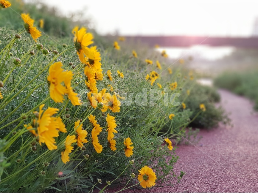 금계국,노랑,아침,봄,풍경,식물,자연,plants,nature,꽃,flower