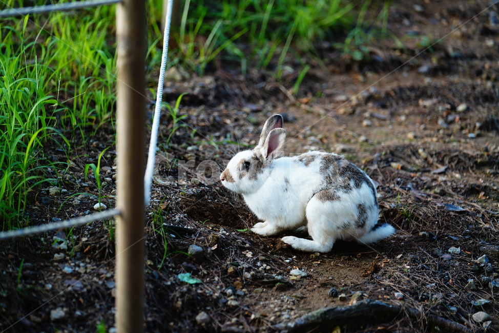 토끼,동물,생명,생물,자연,rabbit,animal,포유류,포유류,mammal