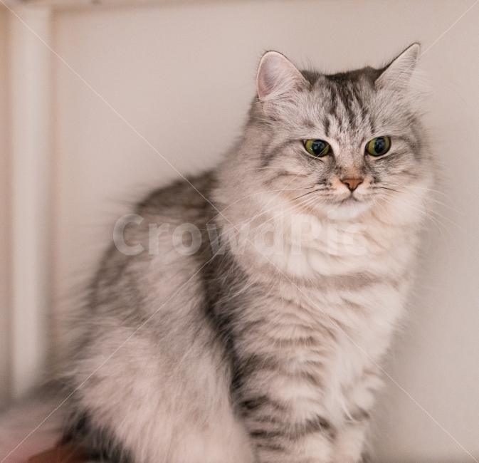 고양이,냐옹,반려,배경,동물,동물,animal,포유류,mammal,고양이,cat,kitten,kitty