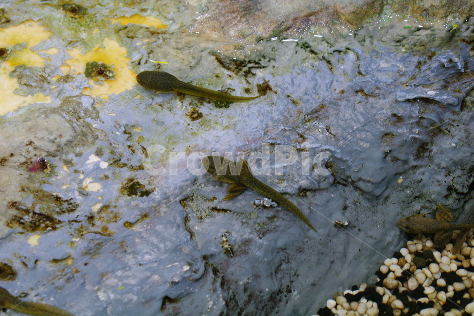 봄,봄경치,reptile,비열한,animal,동물,lizard,도마뱀,wildlife,야생동물,amphibian,올챙이,tadpole,수륙양용비행기,개구리,파충류,양서류,reptile,amphibian