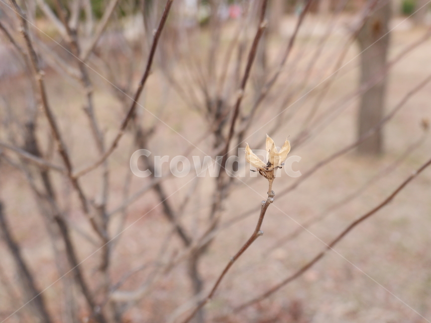 마른꽃,겨울,앙상한가지,겨울나무,마른가지,식물,자연,plants,nature
