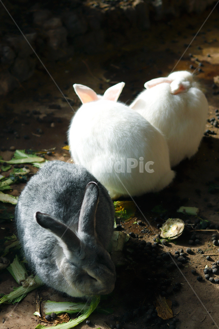 토끼,풀숲,동물,귀여운,배경,동물,animal,포유류,mammal