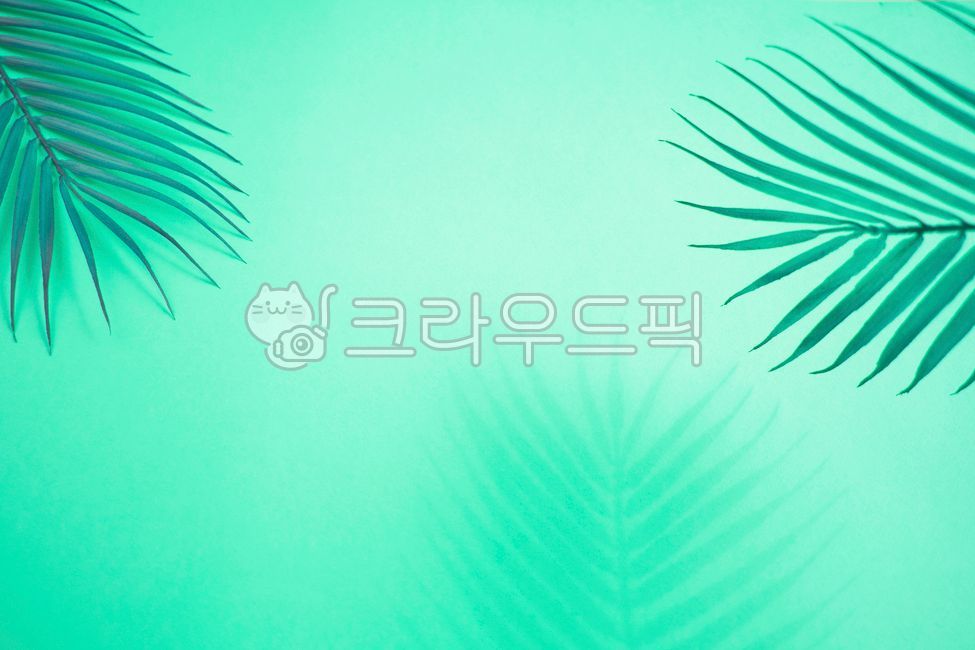 shadow,pattern,mint color,frond,summer,White space,palm tree,fluttering,leaves,copy space,stripe,green,natural,nature,tree,emptied,abstract,leaf,tropical,pointed,blue,light,tropics,background,plant,silhouette,loose
