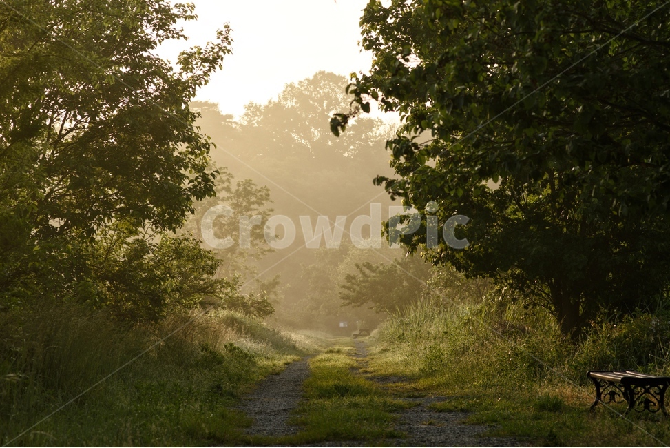 물안개,새벽,늪,일출,자연,풍경,몽환,자연,풍경,nature,landscape,휴식,힐링,rest,relaxation,healing,weather,날씨,outdoors,옥외